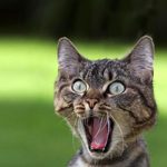 Profile picture of Cat Turbo