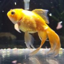 Profile picture of tranky